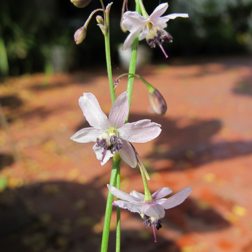 Arthropodium Milleflorum