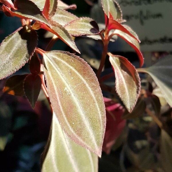 Arthrostemma Parvifolium