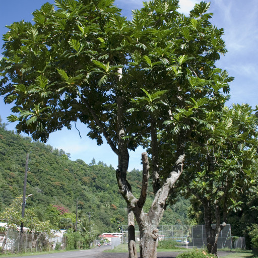 Artocarpus Altilis