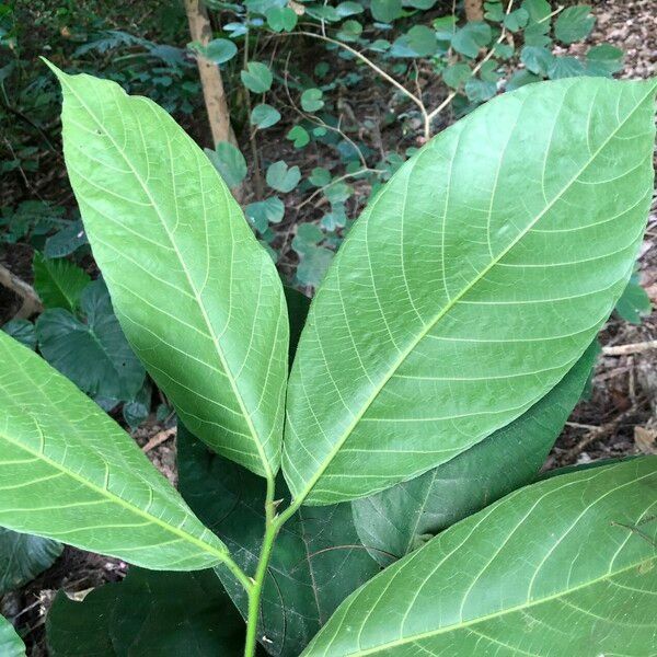 Artocarpus Rigidus