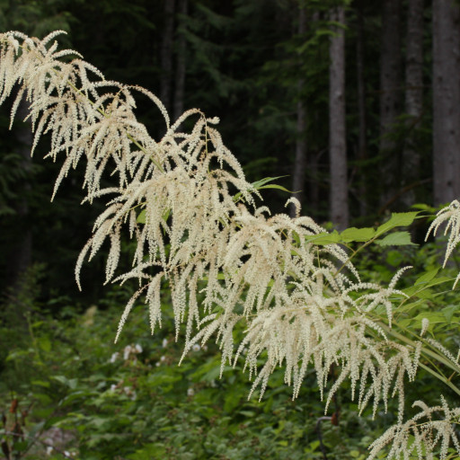Aruncus Dioicus