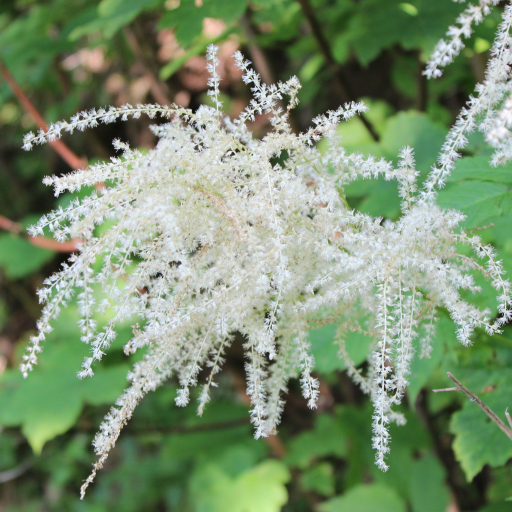 Aruncus Sylvester