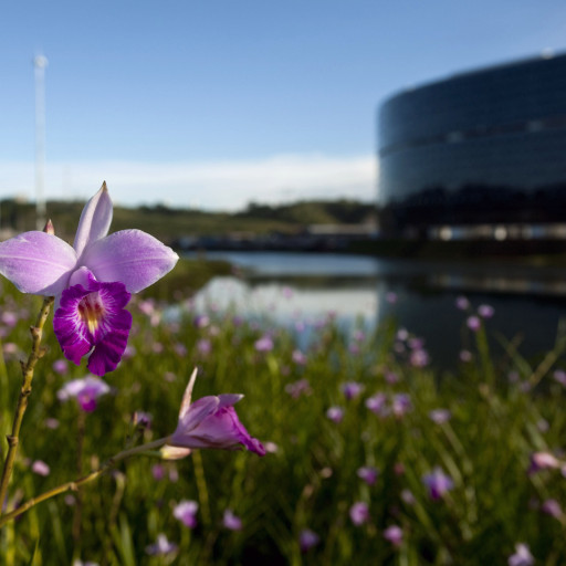 Arundina Graminifolia