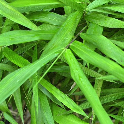 Arundinaria Tecta
