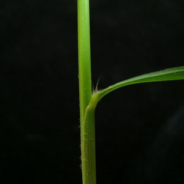 Arundinella Nepalensis