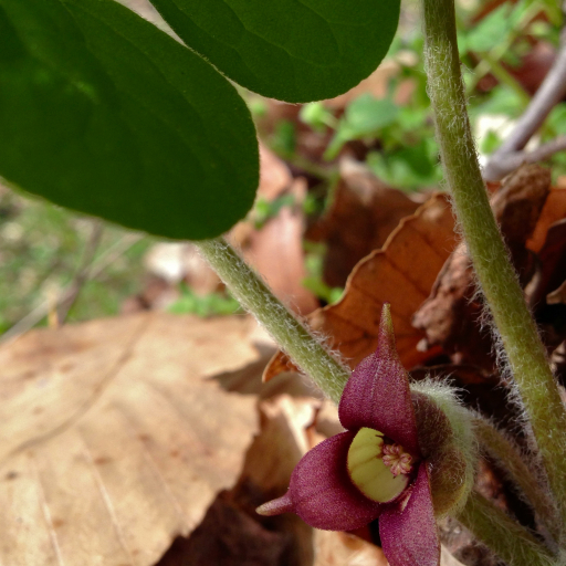Asarum Canadense