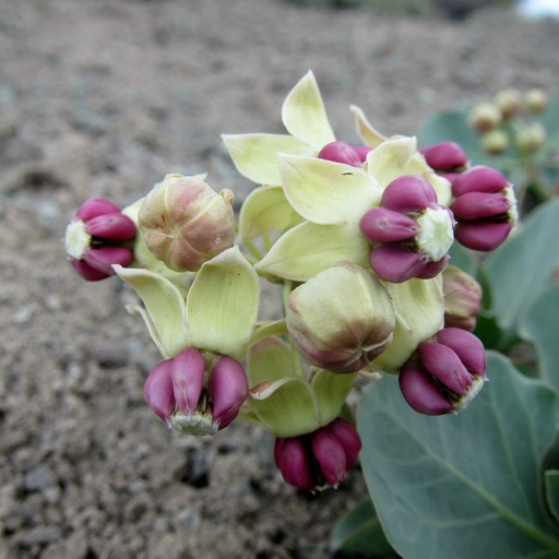 Asclepias Cryptoceras