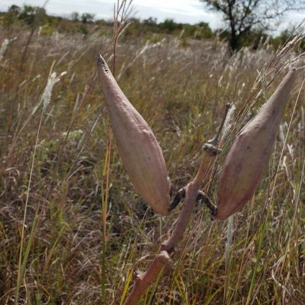 Asclepias Engelmanniana
