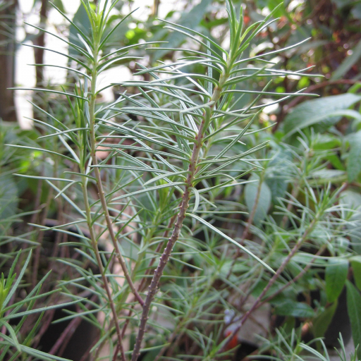 Asclepias Linaria