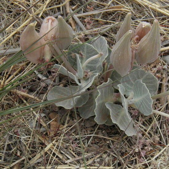 Asclepias Nummularia