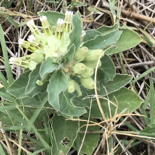 Asclepias Oenotheroides