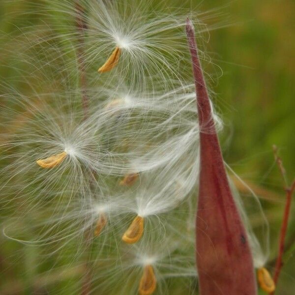 Asclepias Pedicellata