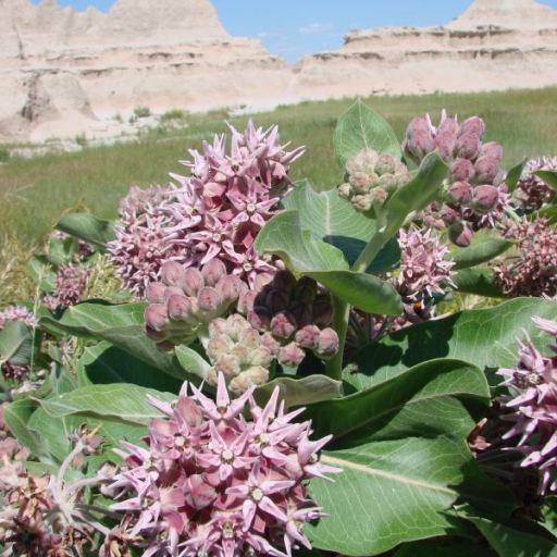 Asclepias Speciosa