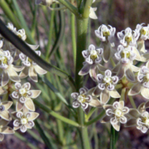 Asclepias Subverticillata