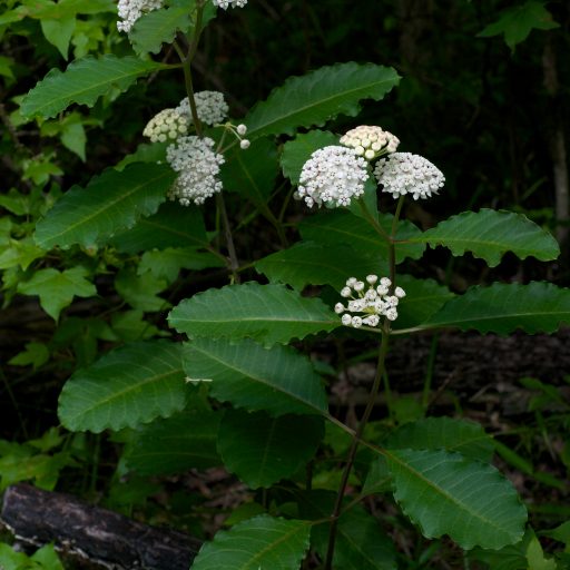 Redring Milkweed