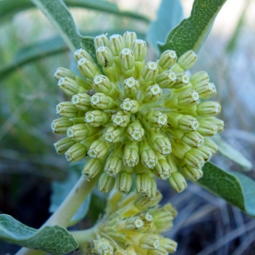 Asclepias Viridiflora