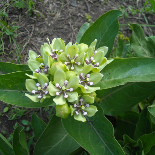 Asclepias Viridis