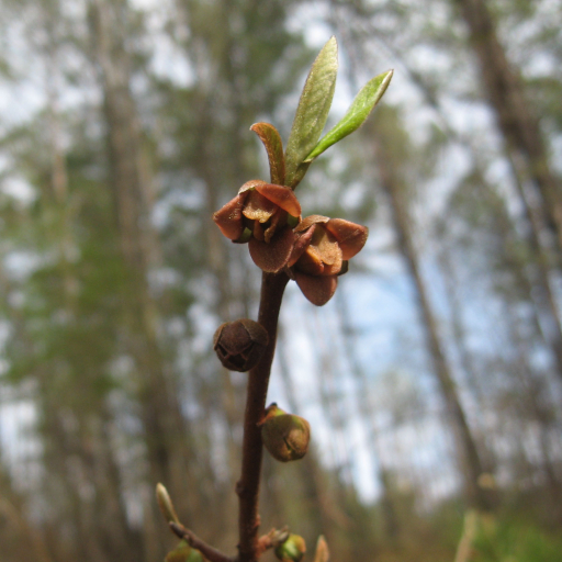 Asimina Parviflora