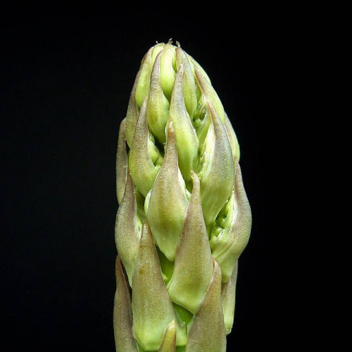 Asparagus Officinalis