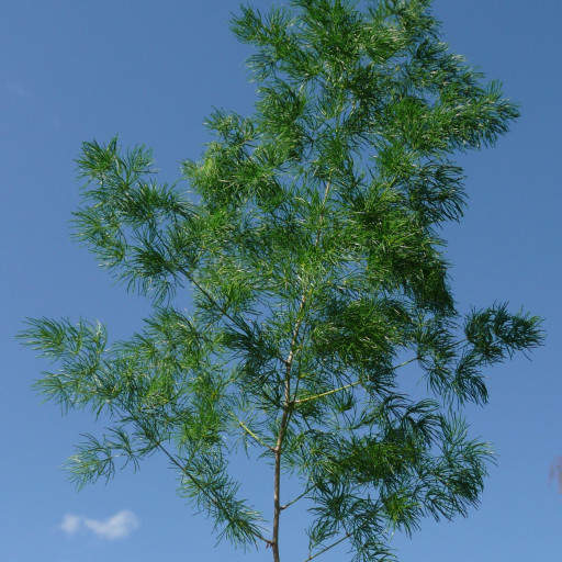 Asparagus Retrofractus