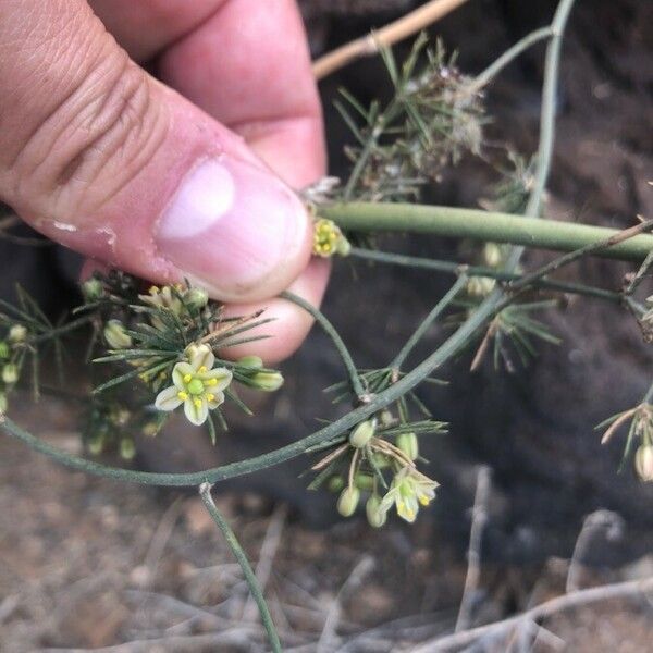 Asparagus Umbellatus