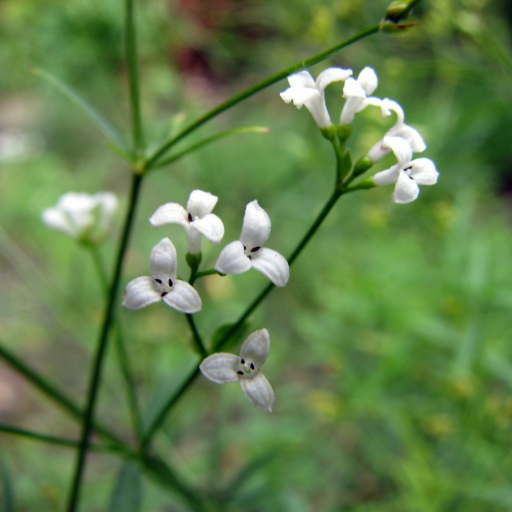 Asperula Tinctoria
