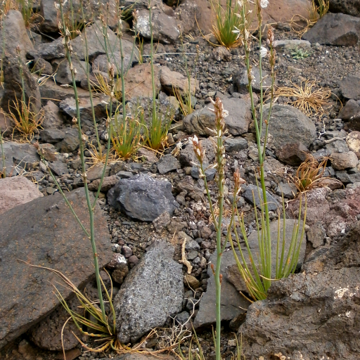Asphodelus Tenuifolius