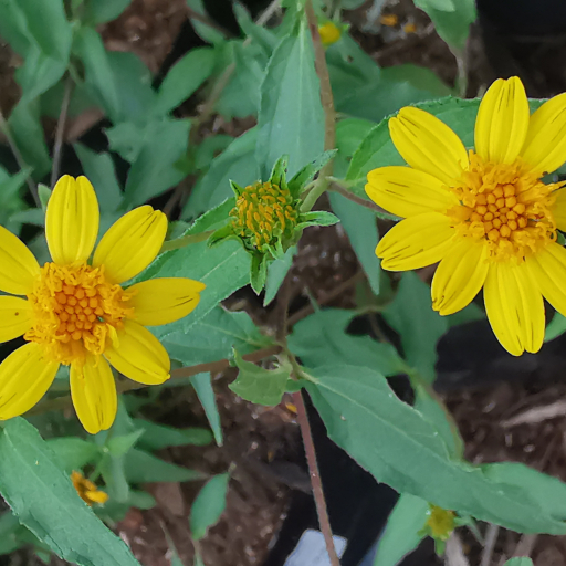 Aspilia Mossambicensis