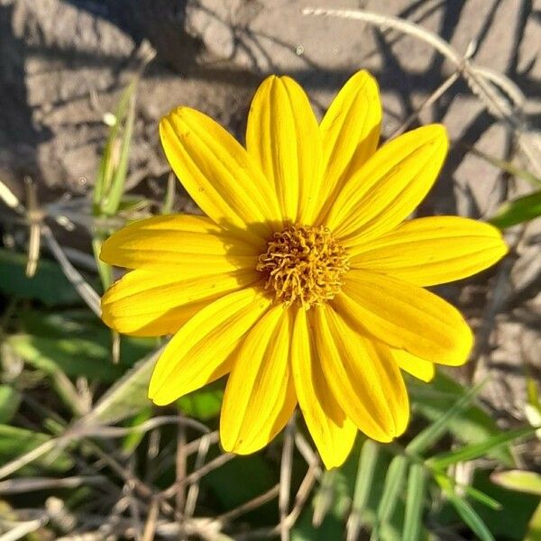 Aspilia Pascalioides