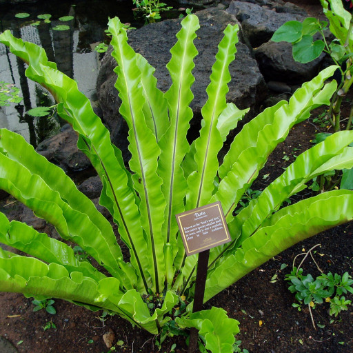 Asplenium Antiquum