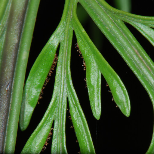 Asplenium Bulbiferum