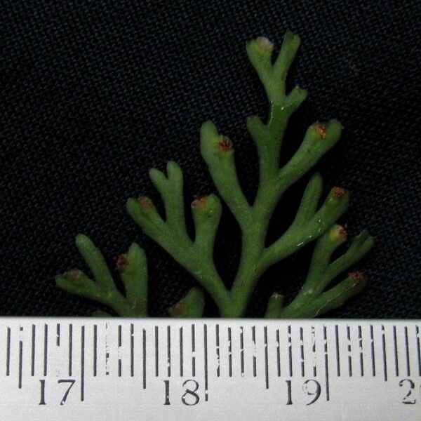 Asplenium Theciferum