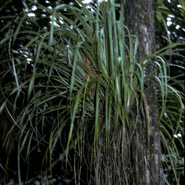 Kaiwharawhara (Astelia Solandri) Care Guide: Water, Soil & Propagation ...
