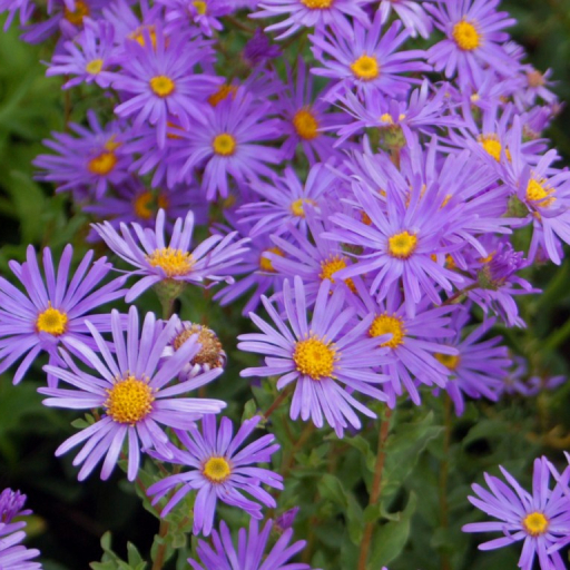 Aster Amellus