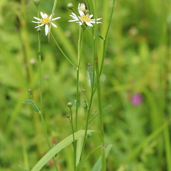 Aster Rugulosus Care Guide: Water, Soil & Propagation - Plantiary