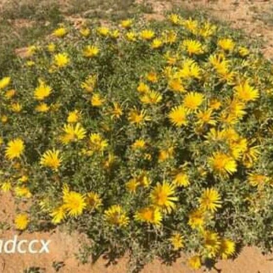 Fragrant Oxeye (Asteriscus Graveolens) Plant Care & How to Grow, Water