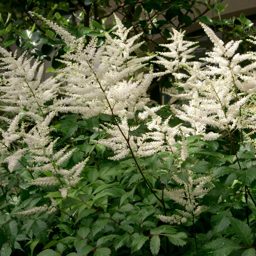 Astilbe Japonica