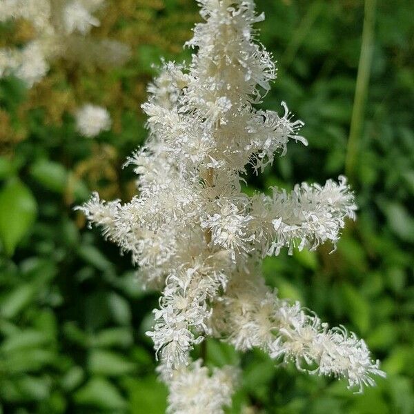 Astilbe × Rosea