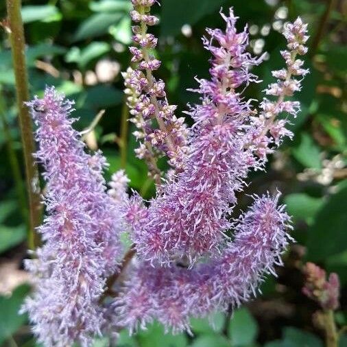 Astilbe Rubra