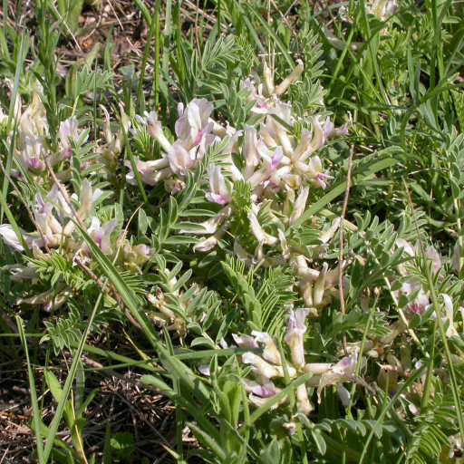 Astragalus Crassicarpus