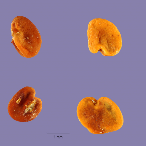 Astragalus Pomonensis