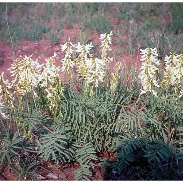 Astragalus Racemosus