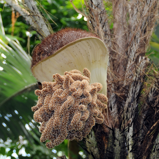 Astrocaryum Mexicanum