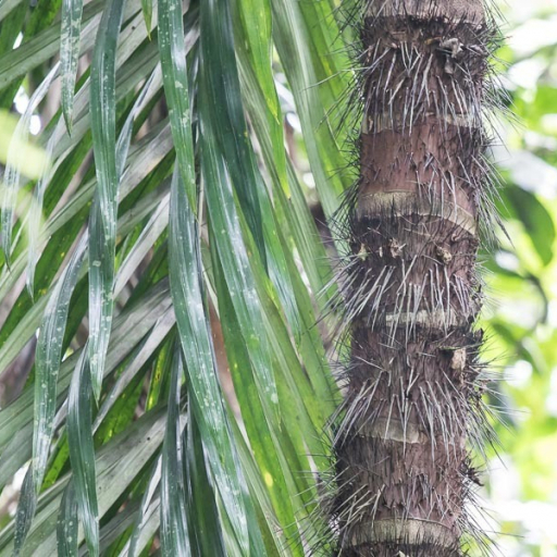 Astrocaryum Standleyanum