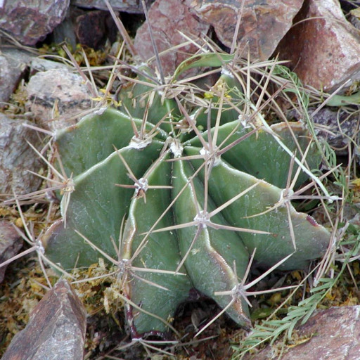 Astrophytum Ornatum