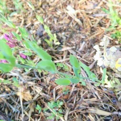 Atocion Armeria