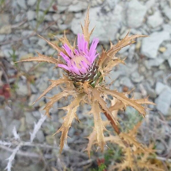 Atractylis Humilis