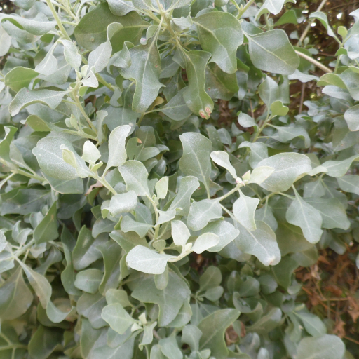 Atriplex Halimus