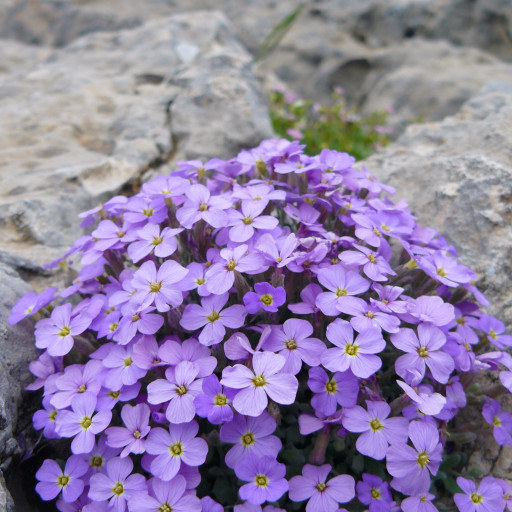 Aubrieta Deltoidea