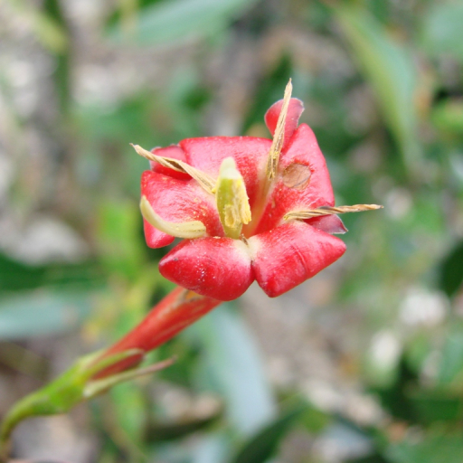 Augusta Longifolia